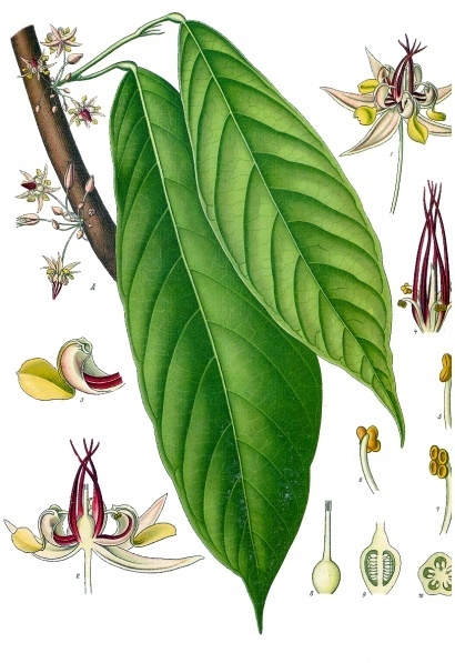 Kakaobaum – Theobroma cacao