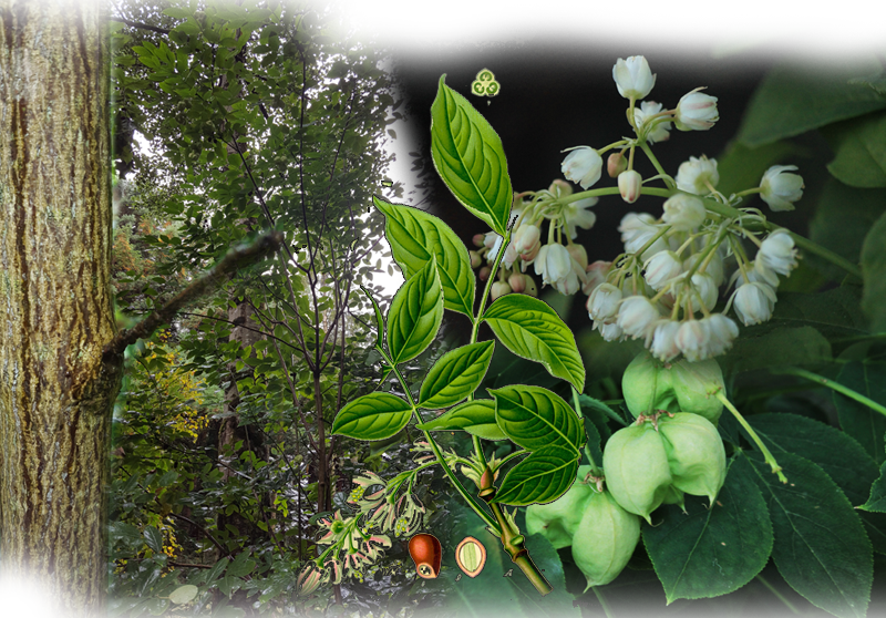 Pimpernut – Staphylea pinnata