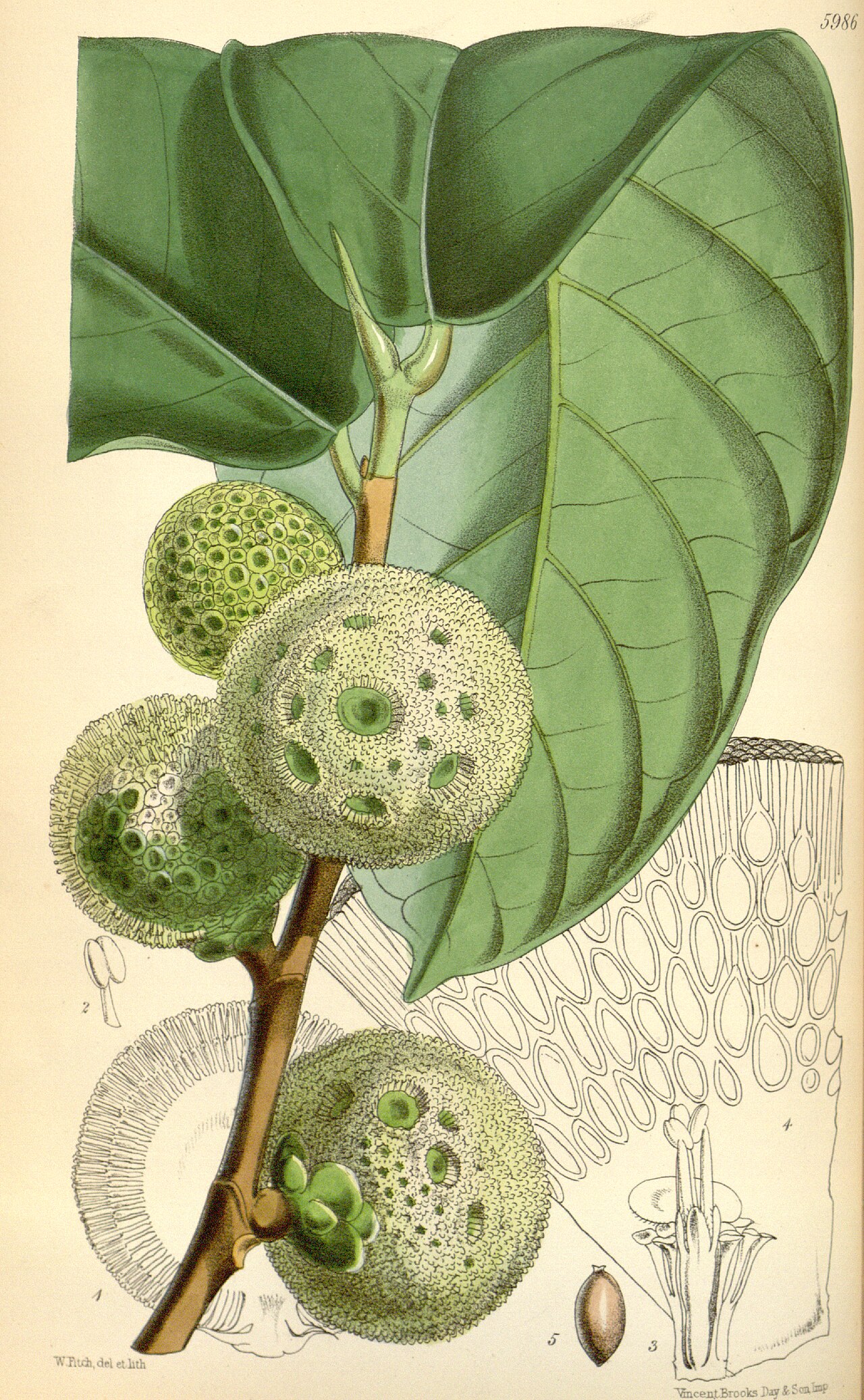Okwabaum – Treculia africana