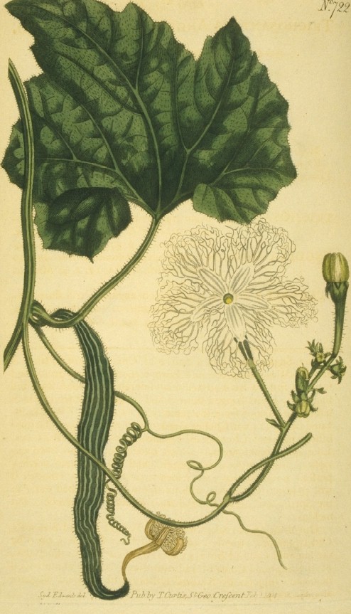 Schlangengurke – Trichosanthes cucumerina