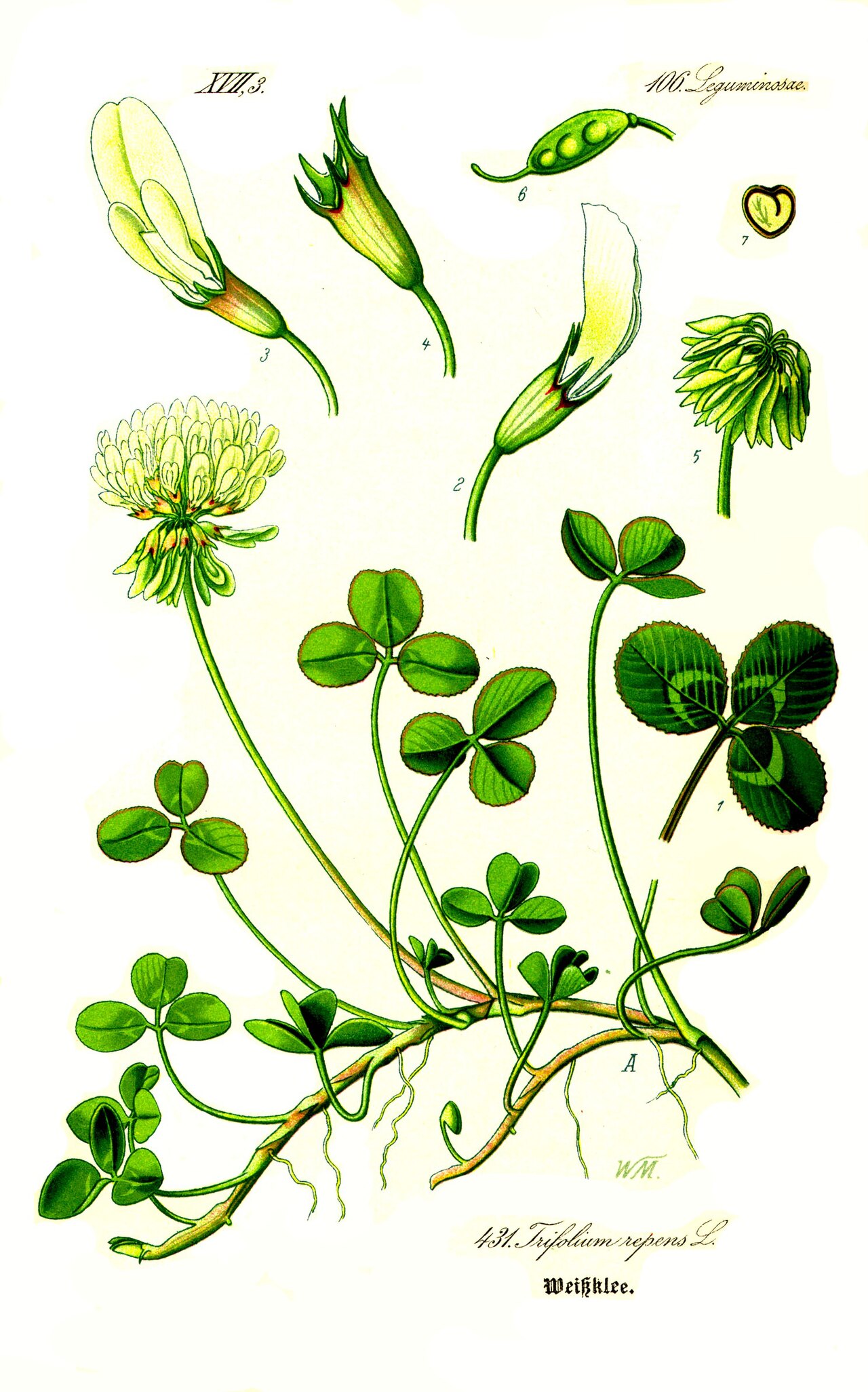 White clover – Trifolium repens