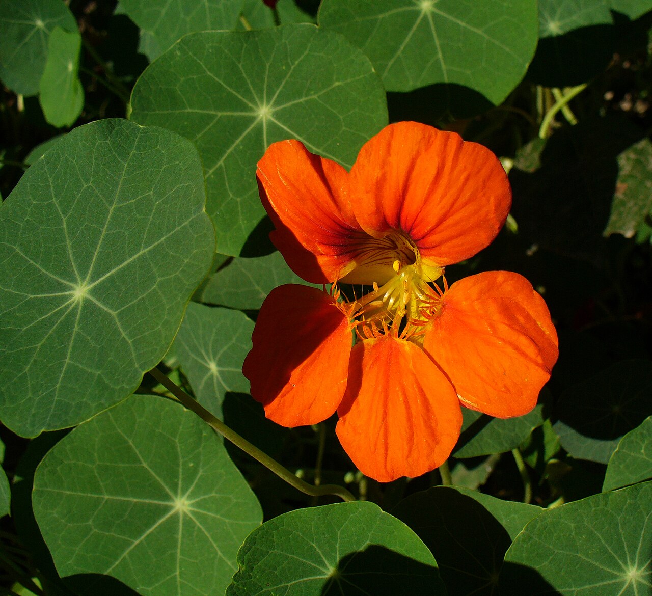 Gr. Kapuzinerkresse – Tropaeolum majus