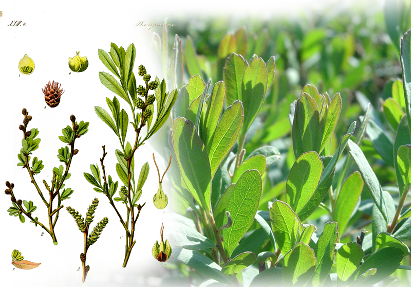 Gagelstrauch – Myrica gale