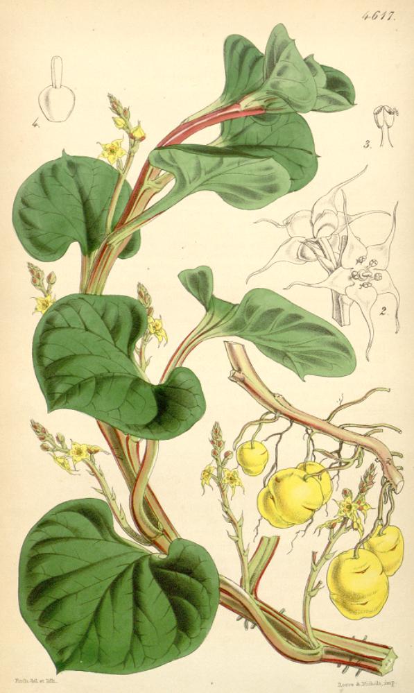 Ulluco – Ullucus tuberosus