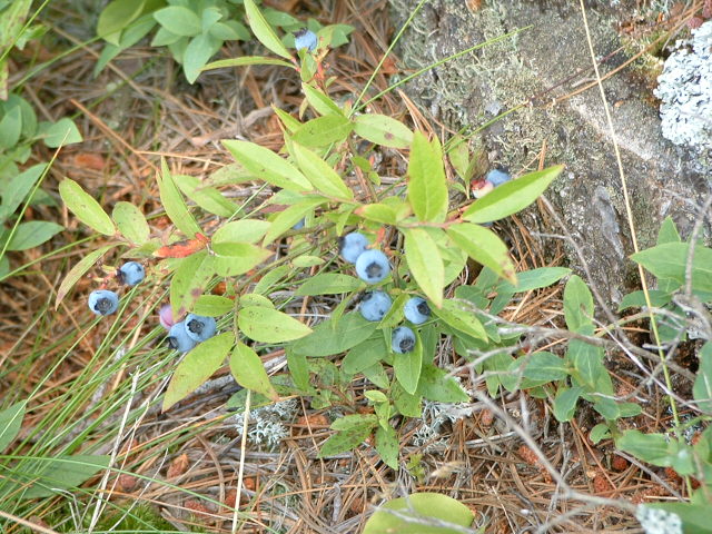 Wilde Blaubeere – Vaccinium angustifolium