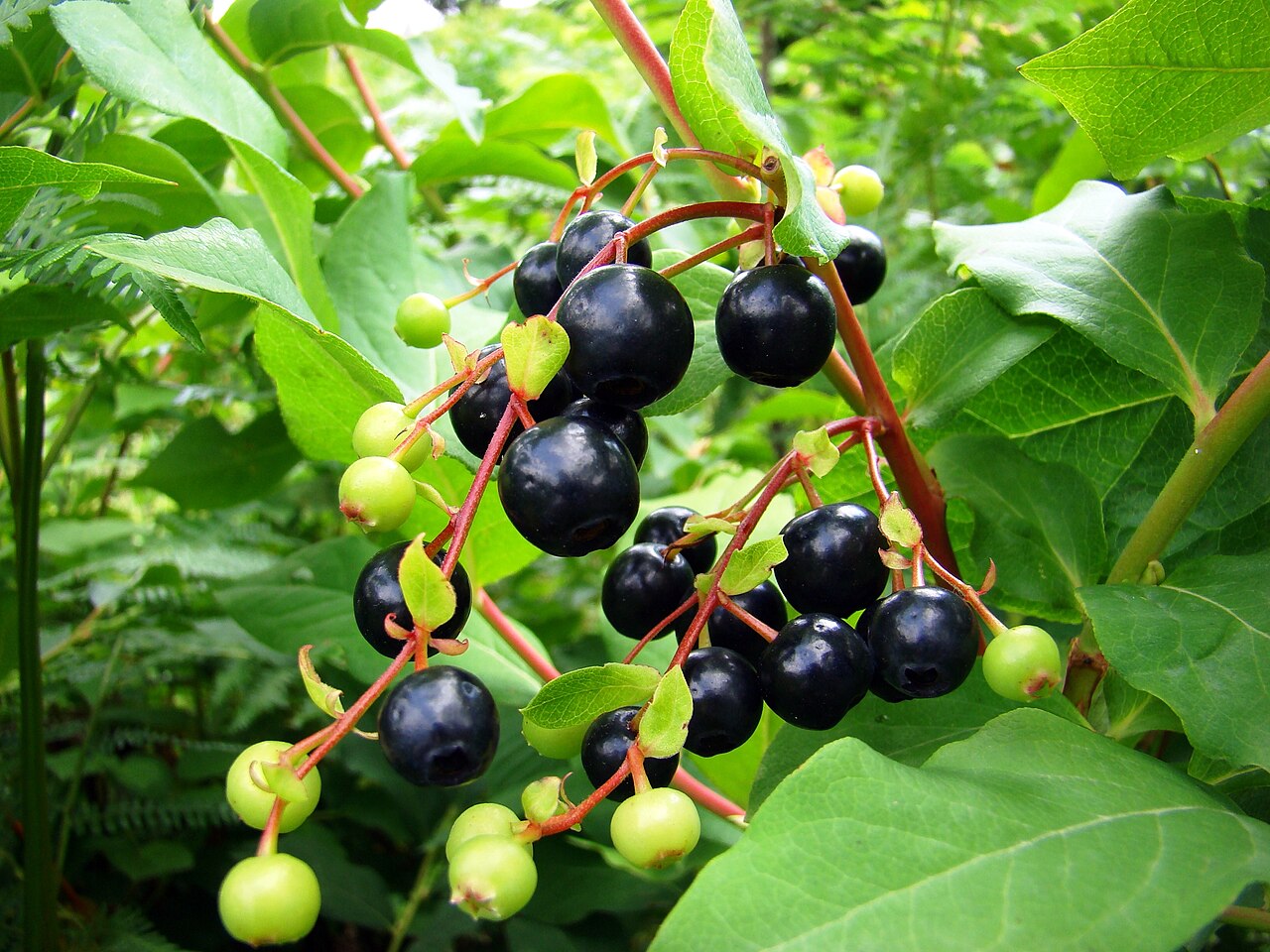 Kaukasische Heidelbeere – Vaccinium arctostaphylos