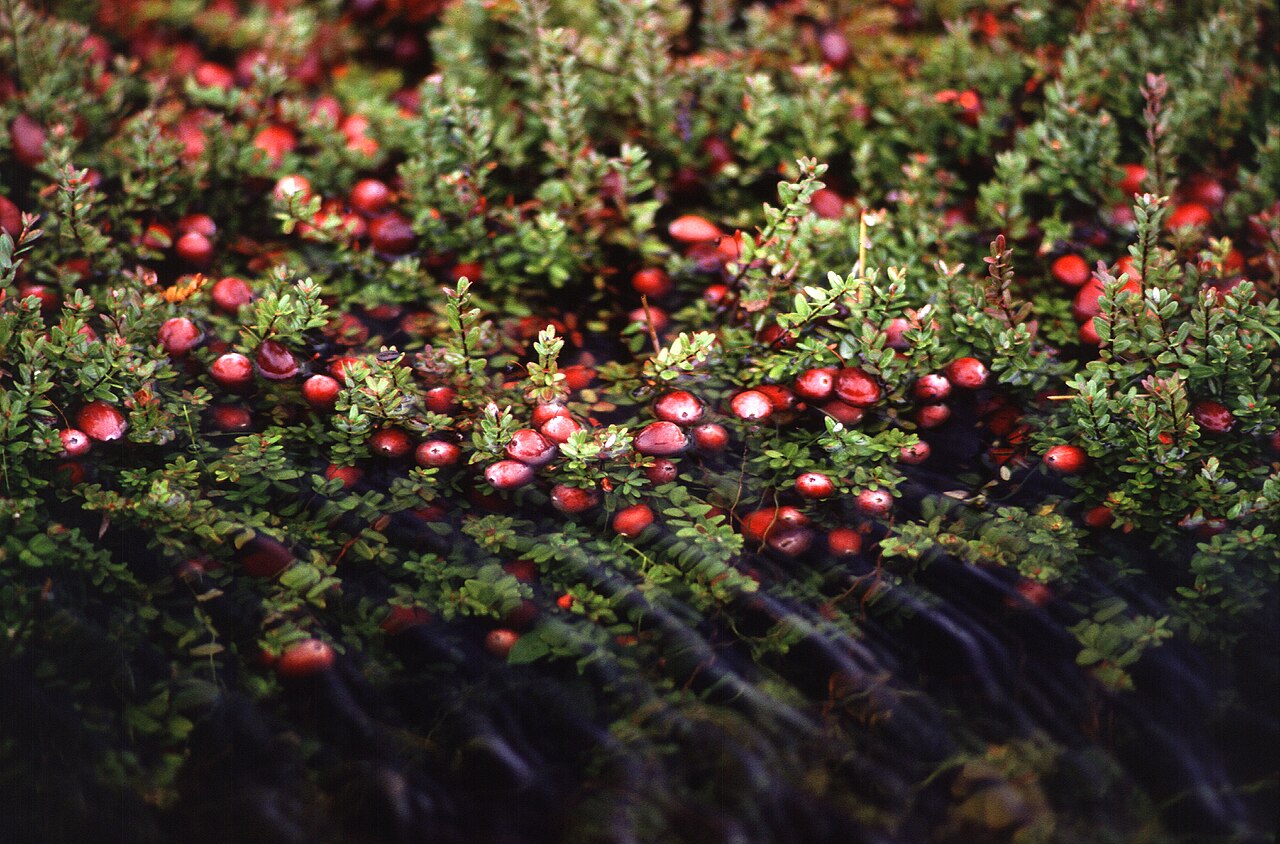 Cranberry – Vaccinium macrocarpon