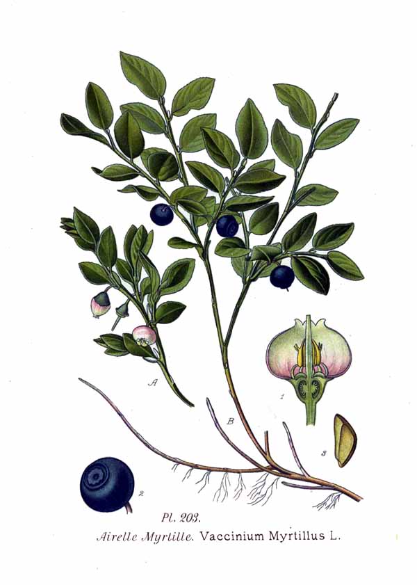 Bilberry – Vaccinium myrtillus