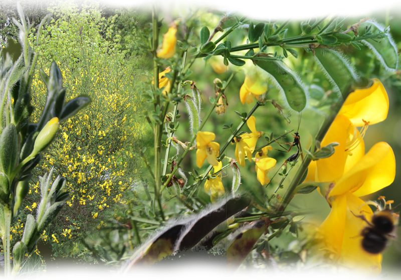 Besenginster – Cytisus scoparius