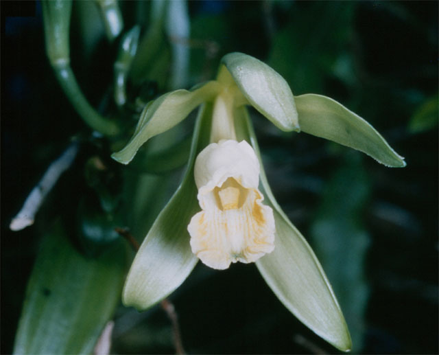 Echte Vanille – Vanilla planifolia