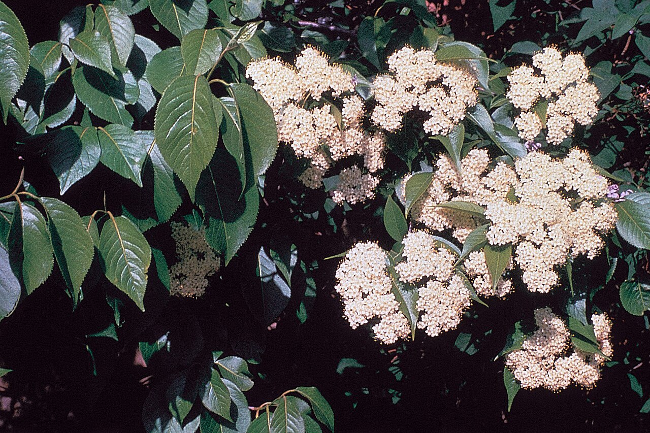 Schafsbeere – Viburnum lentago