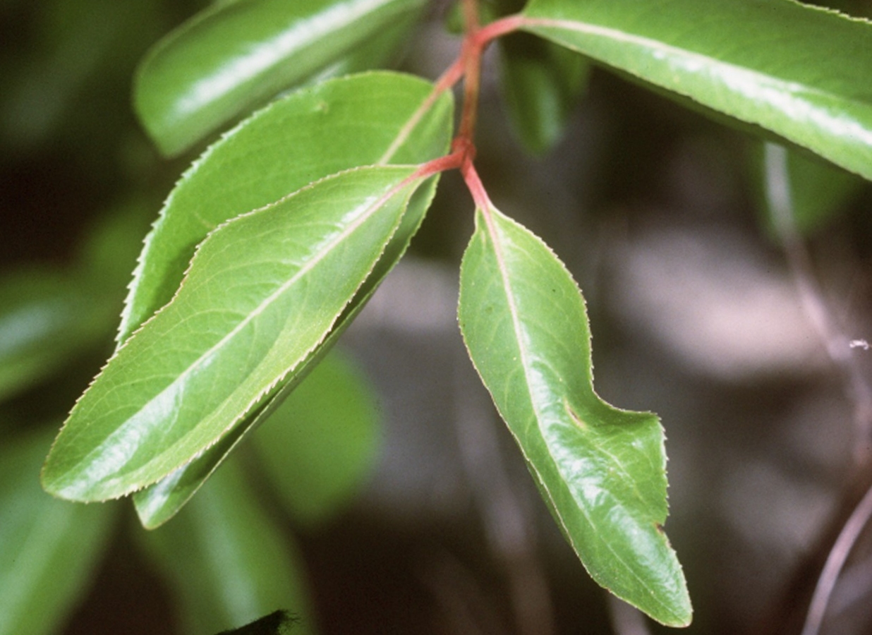 Pflaumenblättriger Schneeball – Viburnum prunifolium