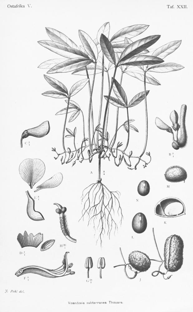 Bambara-Erdnuss – Vigna subterranea