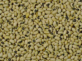 Cowpea – Vigna unguiculata