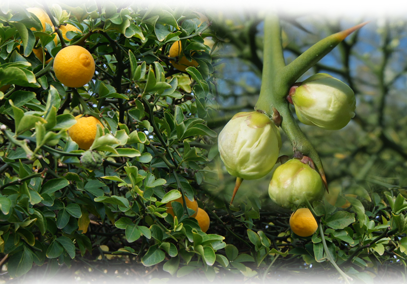 Trifoliate orange – Poncirus trifoliata