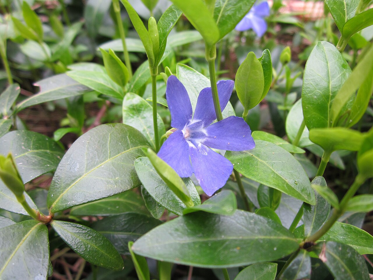 Lesser periwinkle – Vinca minor