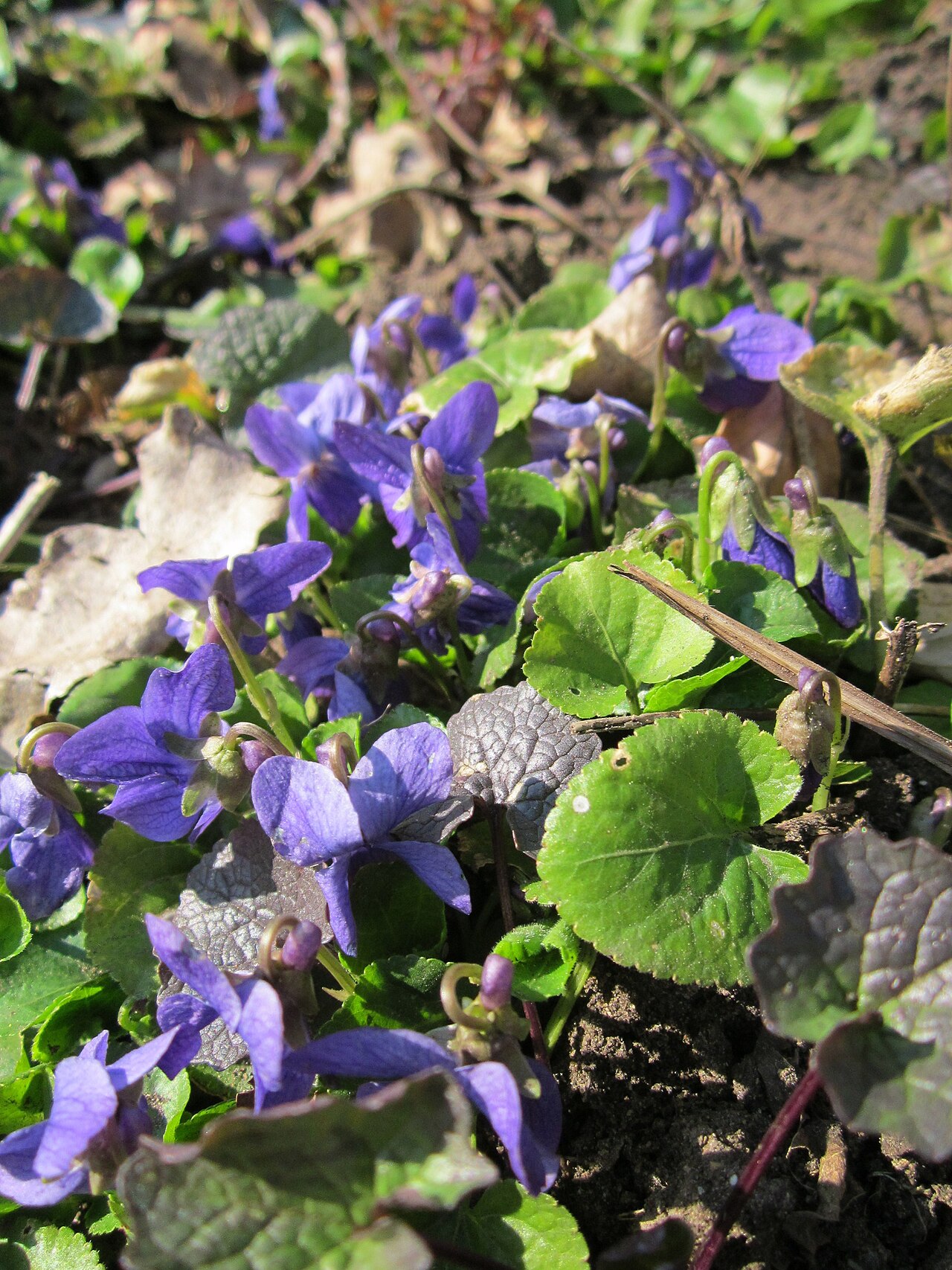 Veilchen – Viola odorata