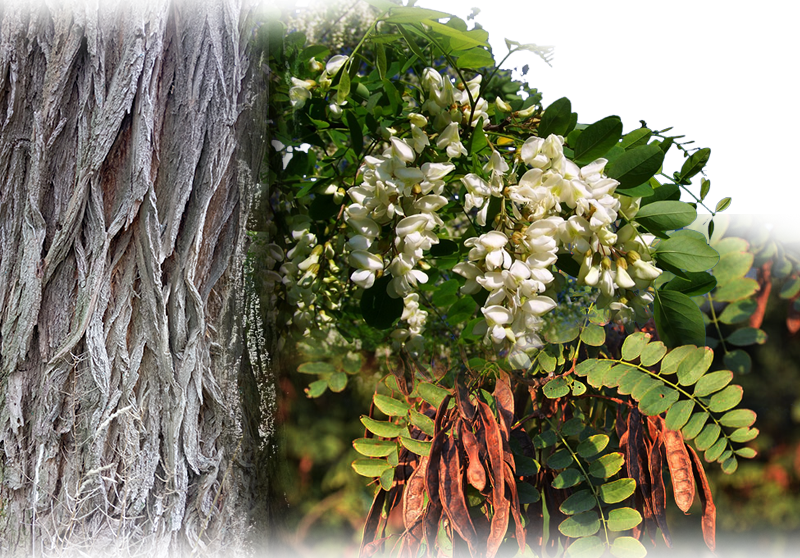 Robinie – Robinia pseudoacacia