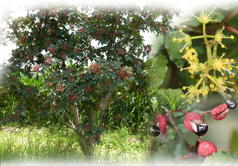 Szechuan pepper – Zanthoxylum piperitum