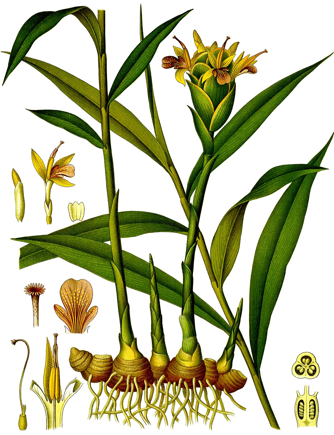 Ingwer – Zingiber officinale
