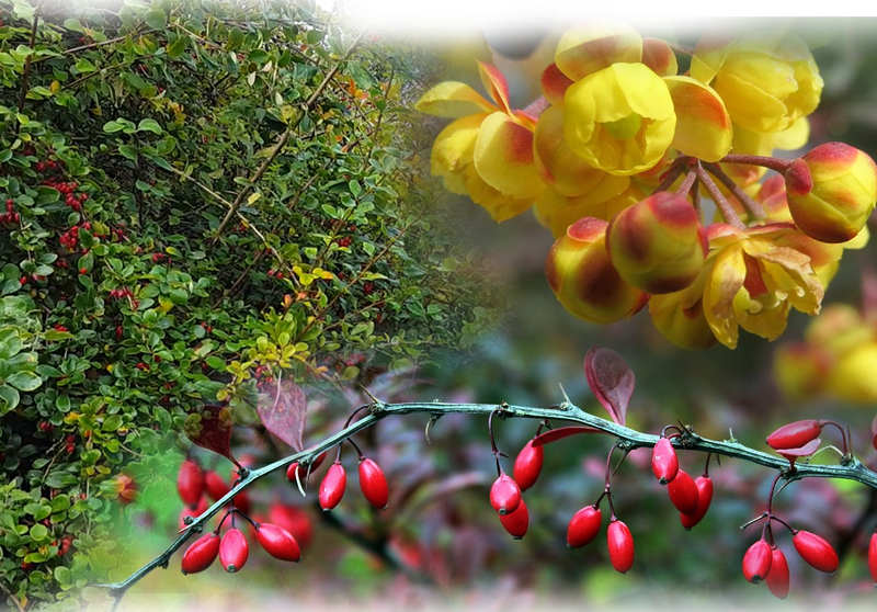 Sauerdorn – Berberis vulgaris