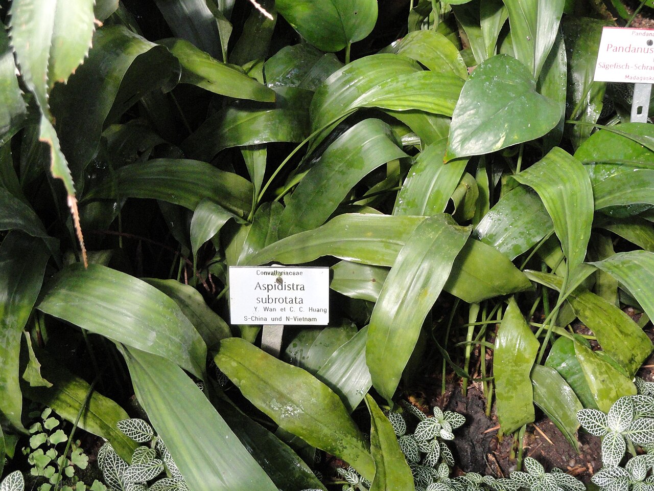 Schmalblättrige Schusterpalme – Aspidistra subrotata