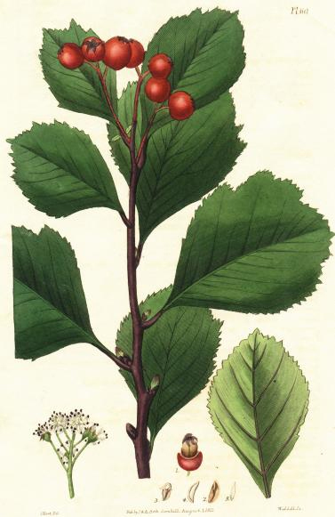 Blut-Weißdorn – Crataegus sanguinea