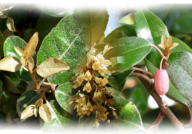 Ebbinge's silverberry – Elaeagnus x ebbingei