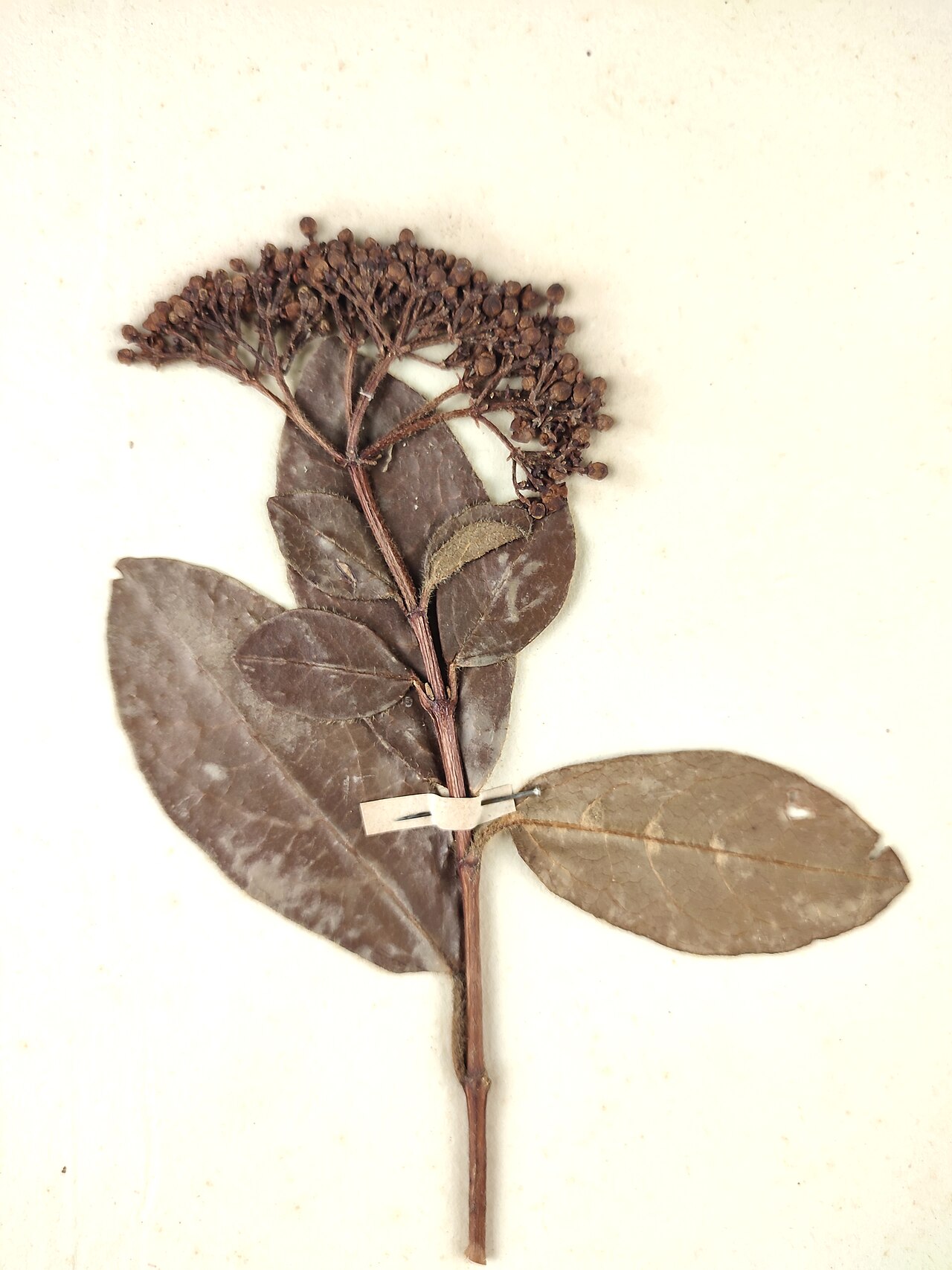 Lorbeer-Schneeball – Viburnum tinus