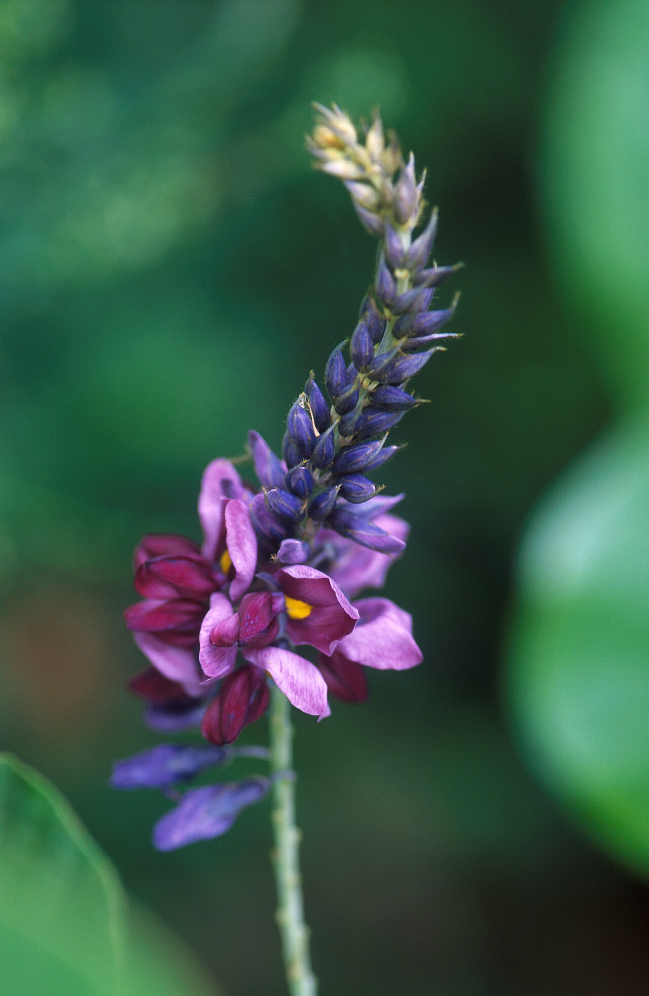 Kudzu – Pueraria montana