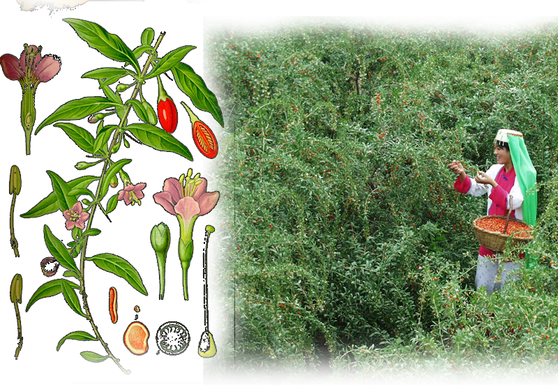 Goji-Beere – Lycium barbarum