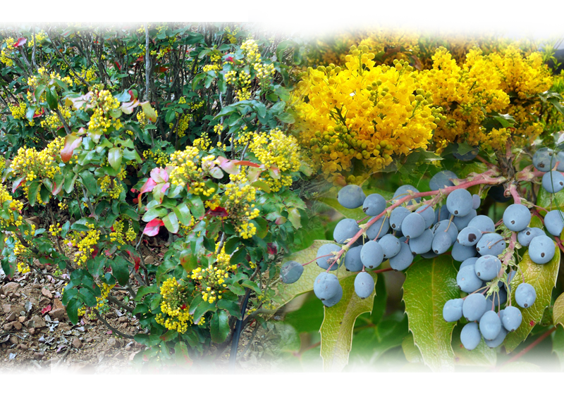 Mahonia – Mahonia aquifolium