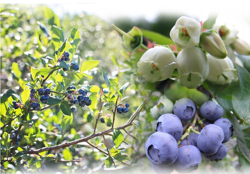 Kultur-Heidelbeere – Vaccinium corymbosum