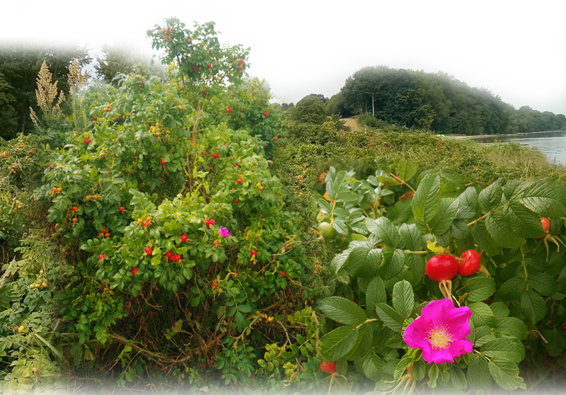Kartoffel-Rose – Rosa rugosa