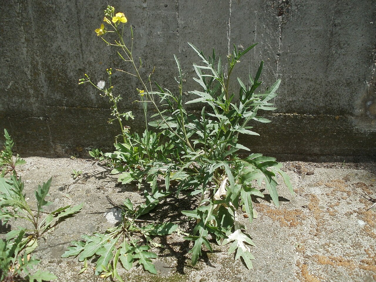 Schmalblättriger Doppelsame – Diplotaxis tenuifolia