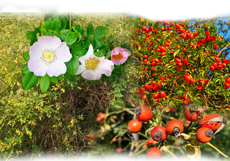 Dog rose – Rosa canina
