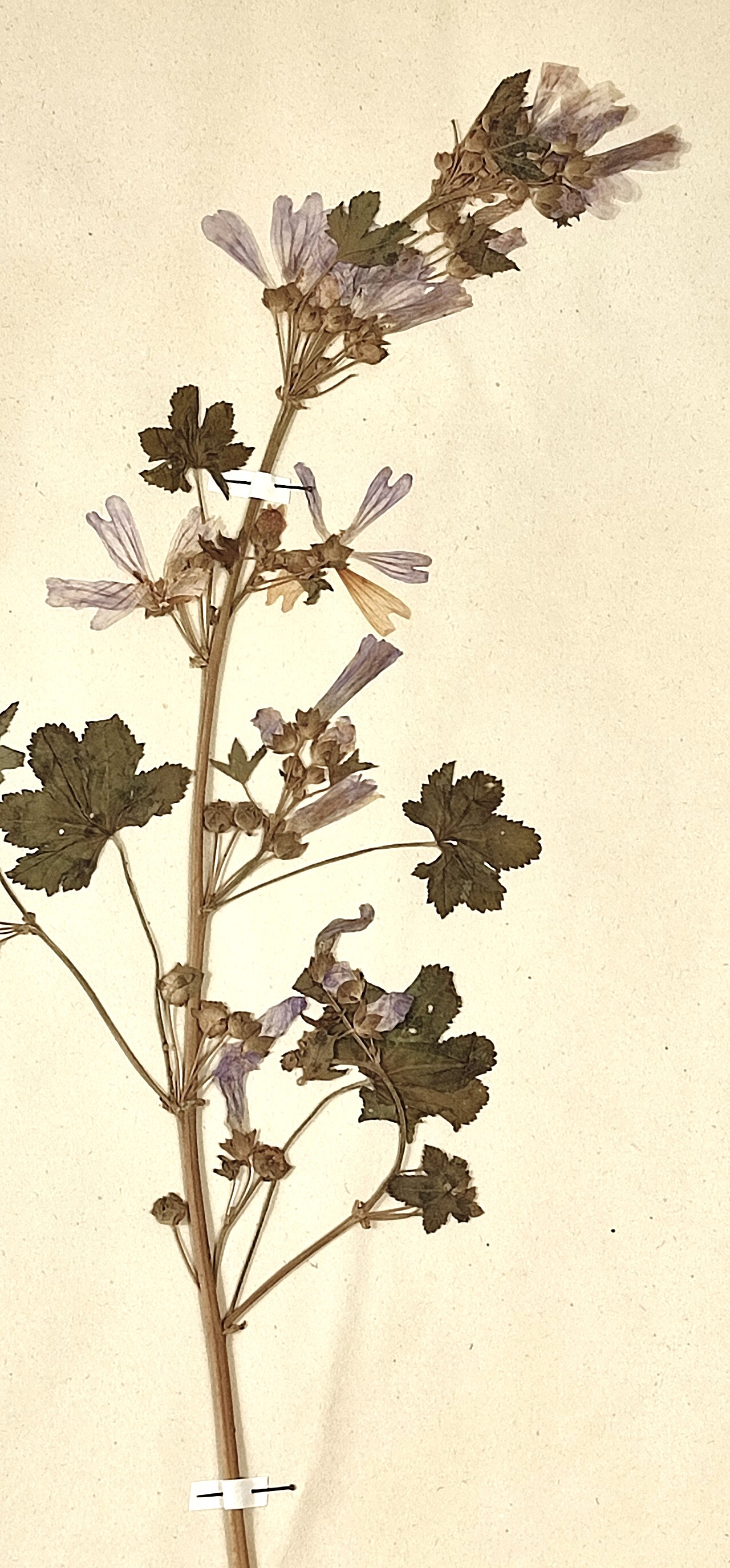Common mallow – Malva sylvestris