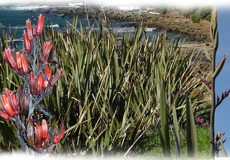 Harakeke – Phormium tenax