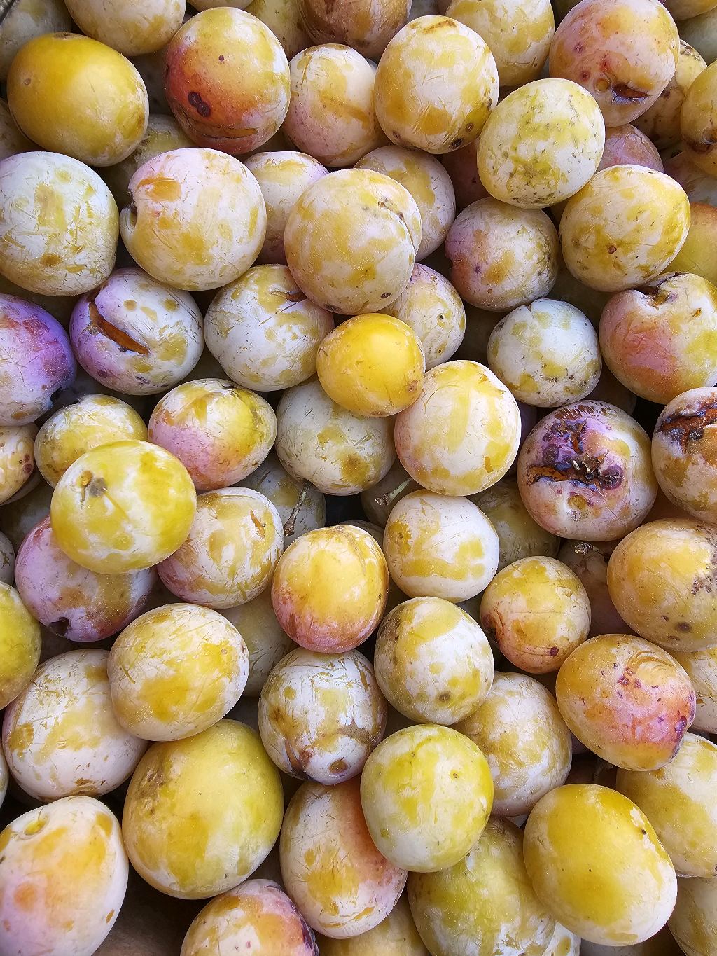 Mirabelle von Nancy – Mirabelle plum